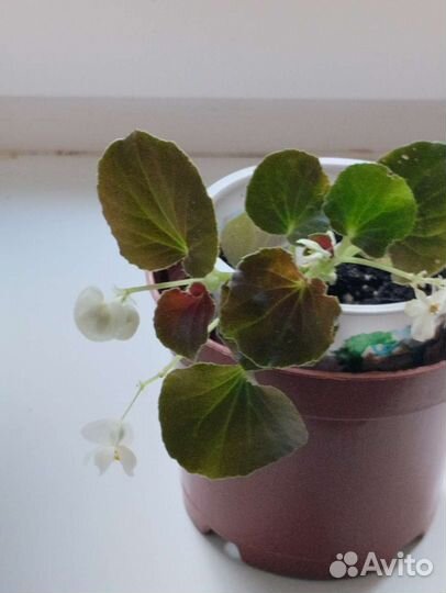 Бегония вечноцветущая и традесканция