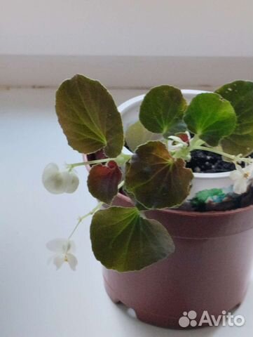 Бегония вечноцветущая и традесканция