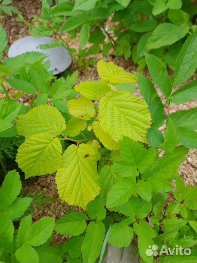 Саженцы лесного ореха, облепиха и другие растения