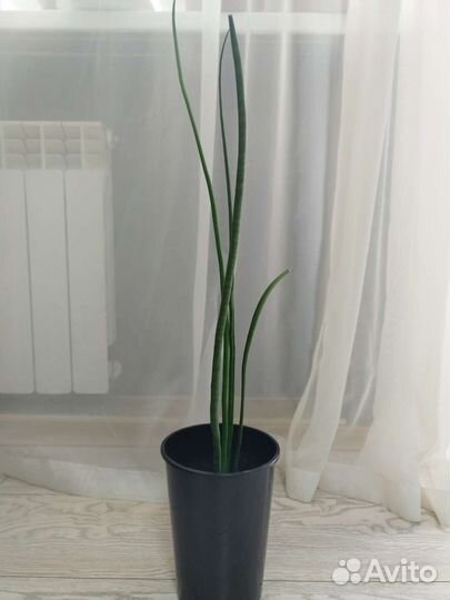 Комнатные цветы