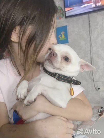 Вязка кобель чихуахуа