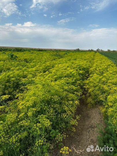 Укроп , перец