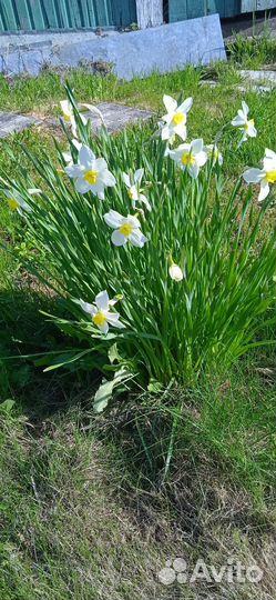 Ирисы, Нарциссы,мускари