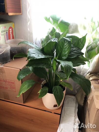 Спатифиллум