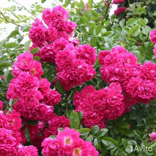 Розы и садовые растения