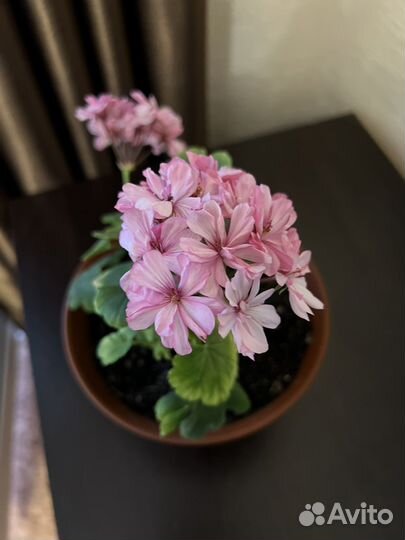 Хлорофитум Герань Толстянка (денежное дерево)