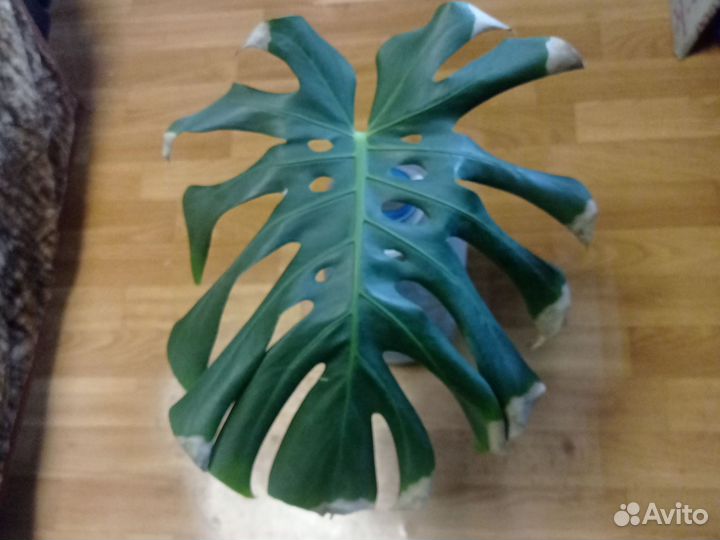 Монстера деликатесная