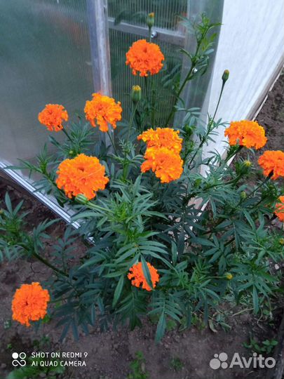 Рассада цветов бархатцы Карнавальный дебют