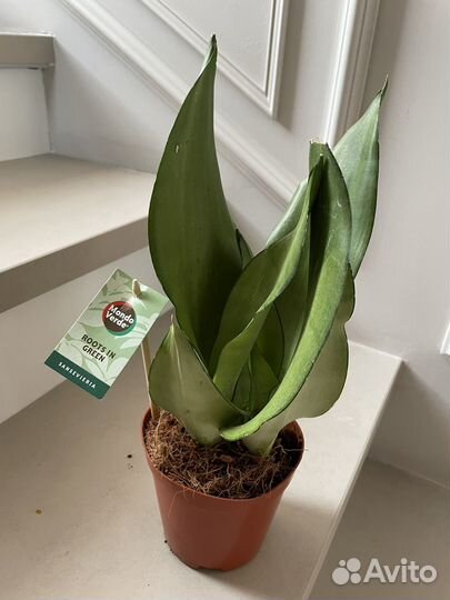 Санссивьерия муншайн 35-40 см