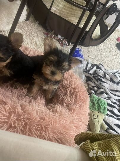 Йоркширский терьер