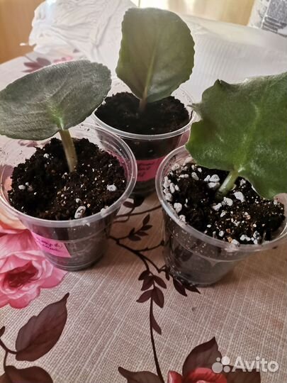 Сортовые фиалки листики