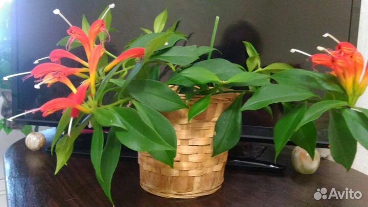 Эсхинантус