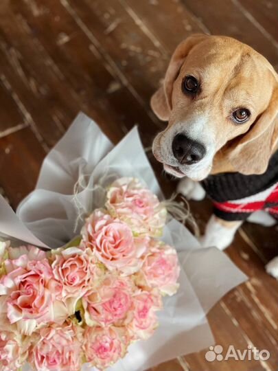 Бигль вязка