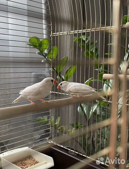 Зебровые амадины