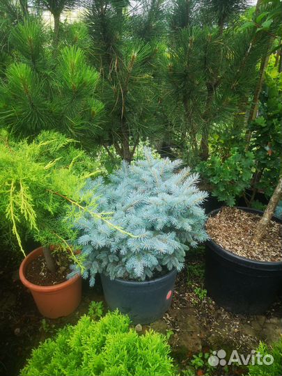 Ель глаука глабоза подушка