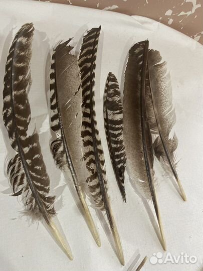 Перья ястреба