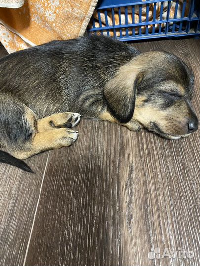 Щенки кроличьей таксы