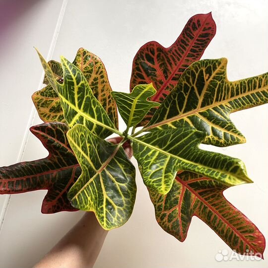 Кротон (Кодиеум пёстрый)