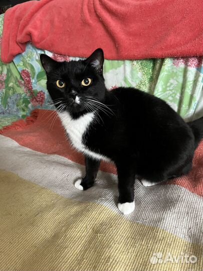 Кошечка Аделина