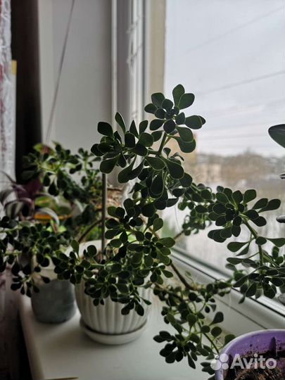 Аихризон дерево любви