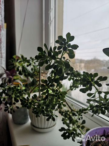 Аихризон дерево любви