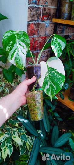 Монстера вариегатная Альба