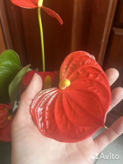 Антуриумы цветущие