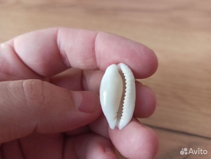 Морская раковина