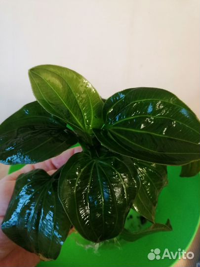 Аквариумные растения