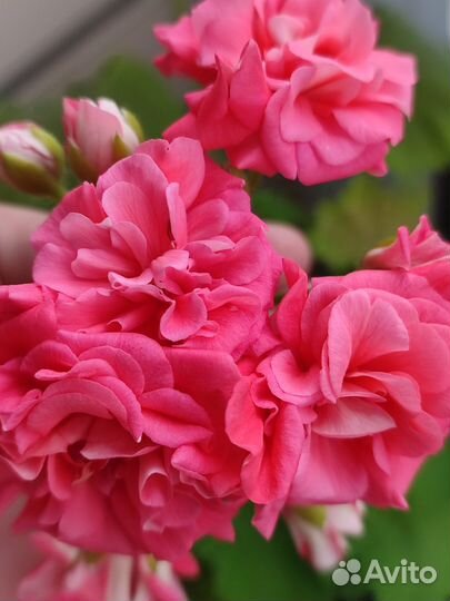 Пеларгонии сортовые