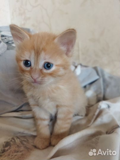 Кошки в добрые руки бесплатно