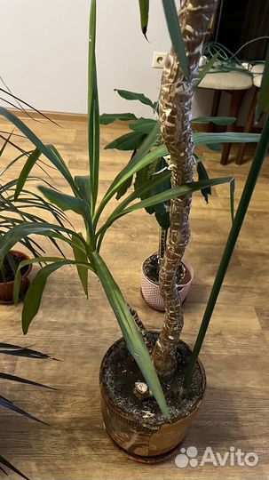 Юкка пальма 2,5 метра