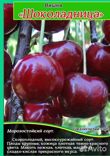 Вишня шоколадница