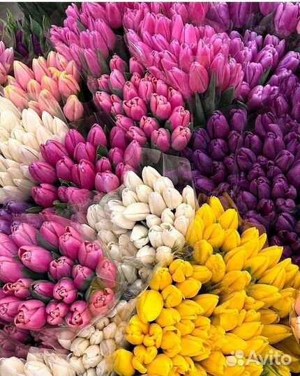Продаю тюльпаны к 8 марта