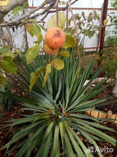 Семейный отдых в Сочи/Вардане