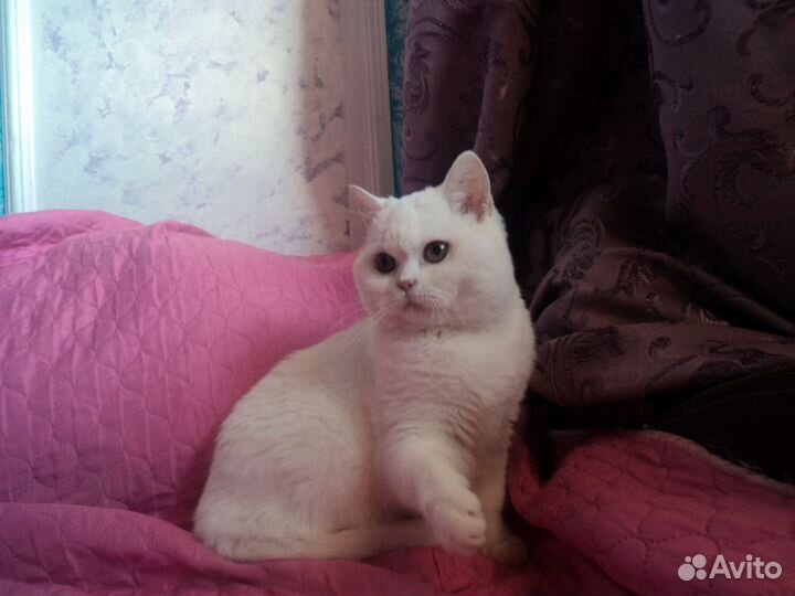 Белая девочка с янтарными глазами