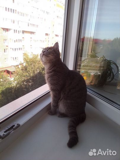 Кошка в добрые руки