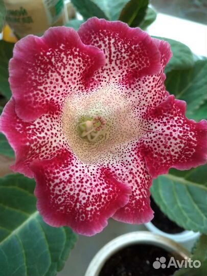 Глоксиния лист
