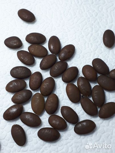 Гледичия трёхколючковая семена