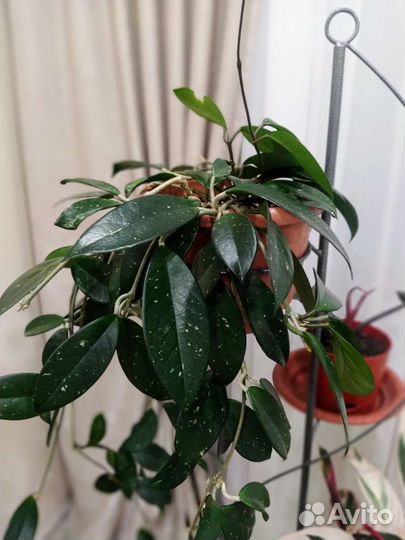 Хойя карноза