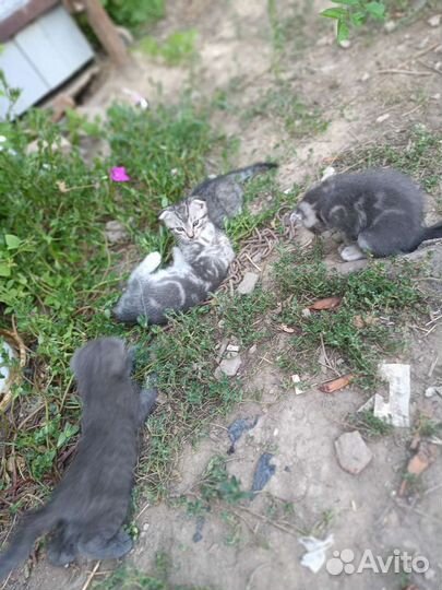 Кошка в дар