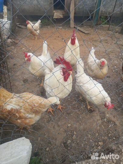 Домашние молодые петухи