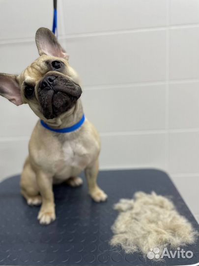 Стрижка собак и кошек (Груминг)