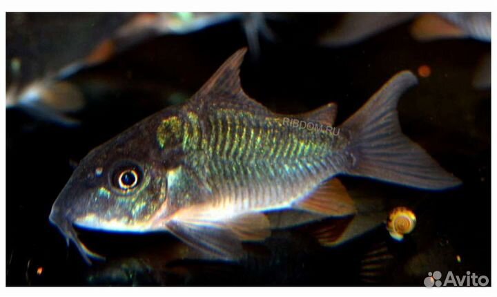 Аквариумные рыбки в ассортименте брохис