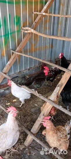 Породистые петушки на племя