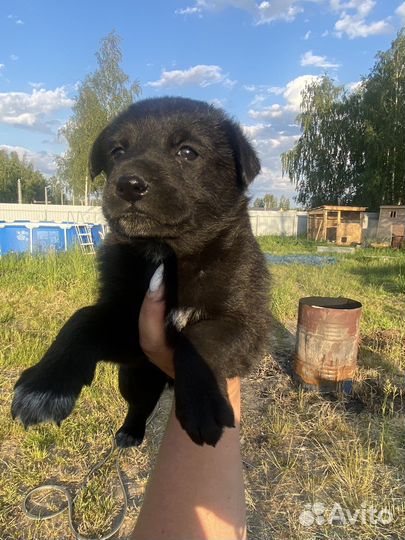 Щенки овчарки в добрые руки