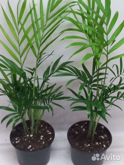 Пальма хамедорея