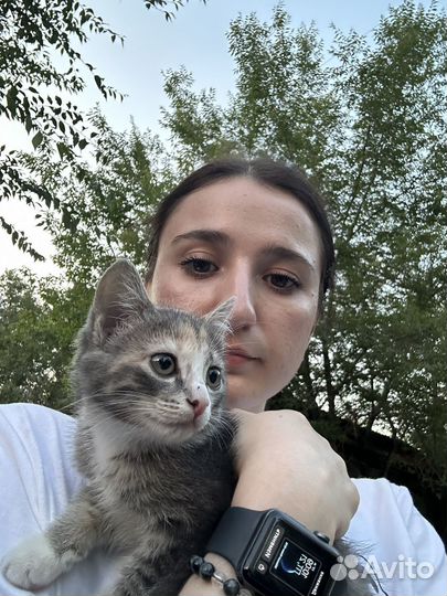 Котенок в добрые руки