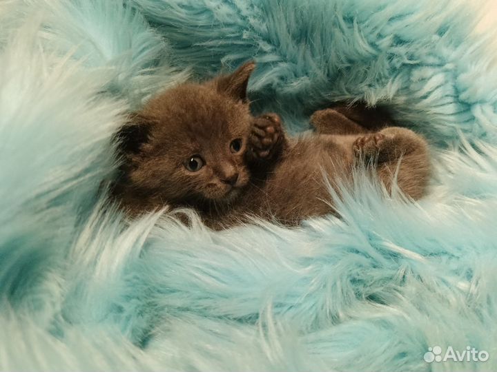 Лиловый котик Глюк