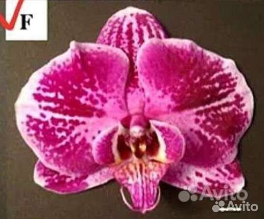 Орхидея фаленопсис